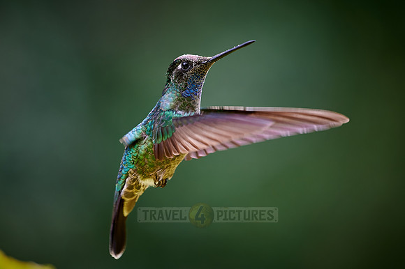 Talamanca hummingbird or Magnificent hummingbird (Eugenes spectabilis)