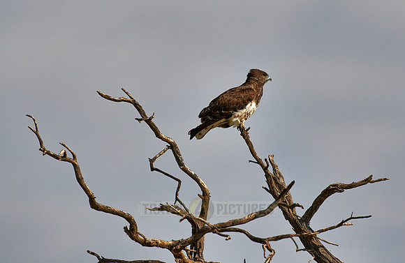 Martial Eagle