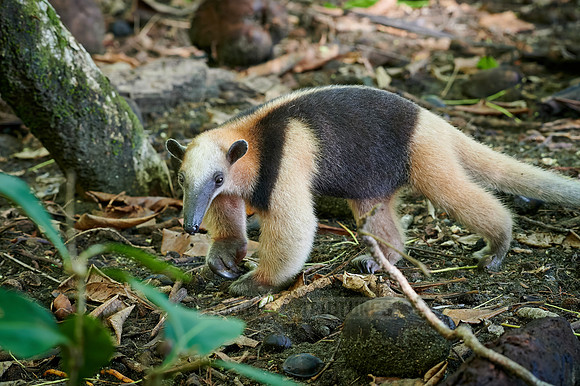 Northern tamandua (Tamandua mexicana)