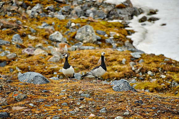 Barnacle Geese