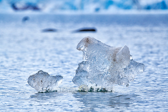 small pieces of ice floating in front of glacier