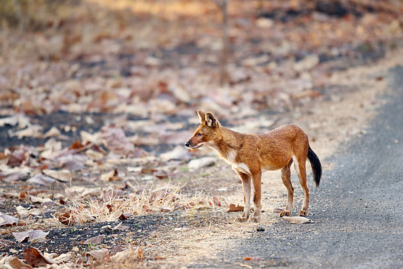 dhole (Cuon alpinus) or indian wild dog