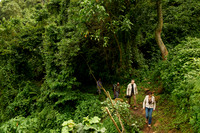 Gorilla trekking