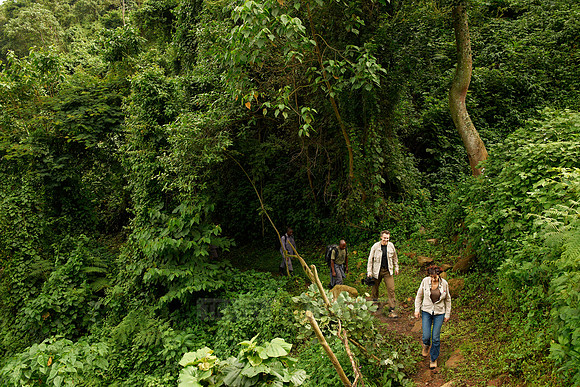 Gorilla trekking