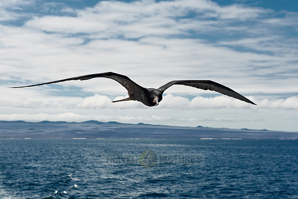 flying Frigatebird