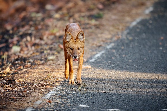 dhole (Cuon alpinus) or indian wild dog