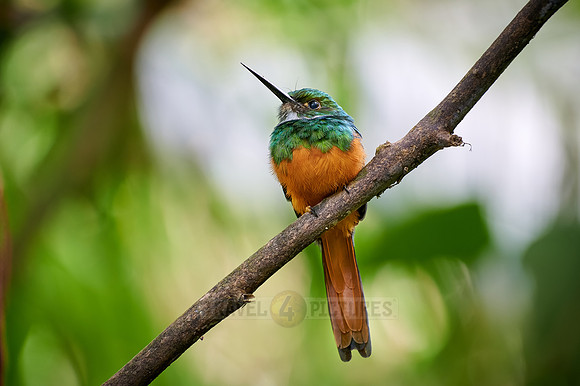 rufous-tailed jacamar (Galbula ruficauda)