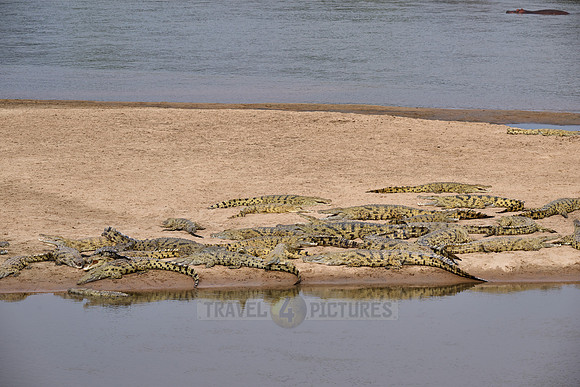 Large group of Nile crocodiles (Crocodylus niloticus) on a sandbank of the Luangwa River