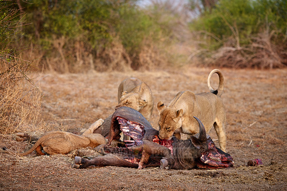 pride of lioness (Panthera leo) at buffalo kill
