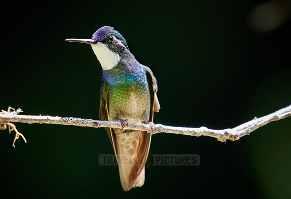 male white-throated mountaingem or white-throated mountain-gem (Lampornis castaneoventris)