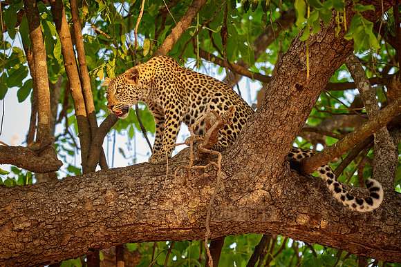 young African leopard on a tree