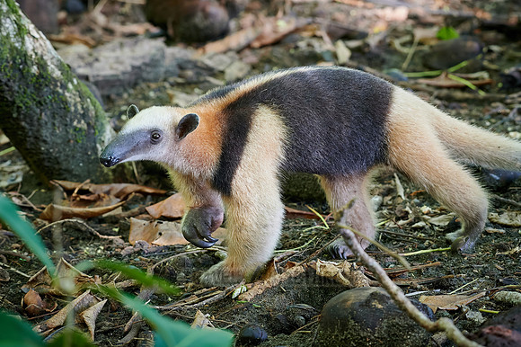 Northern tamandua (Tamandua mexicana)