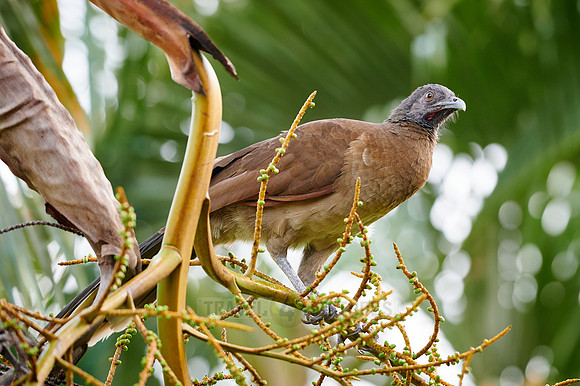 grey-headed chachalaca (Ortalis cinereiceps)