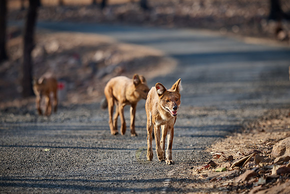 pack of dhole (Cuon alpinus) or indian wild dog