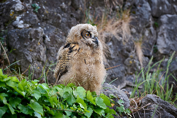 Eurasian eagle-owl (Bubo bubo), youngster on a rock