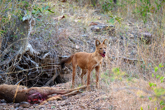 dhole (Cuon alpinus) or indian wild dog on kill