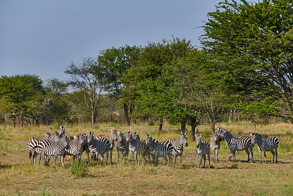 a herd of plains zebras (Equus quagga) in Serengeti