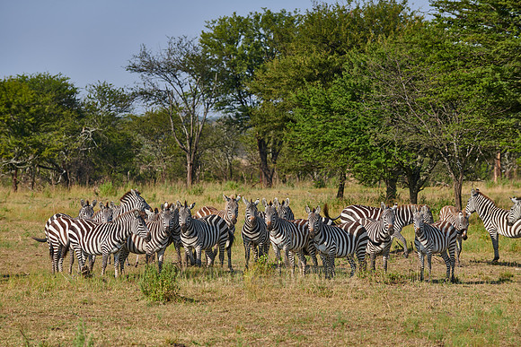 a herd of plains zebras (Equus quagga) in Serengeti