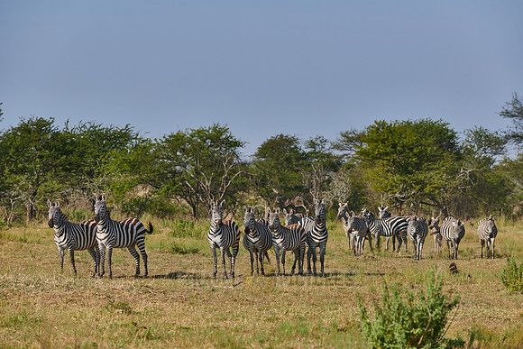 a herd of plains zebras (Equus quagga) in Serengeti