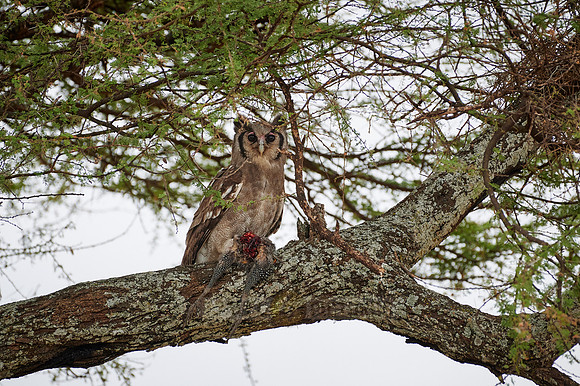 Verreaux's eagle-owl with prey