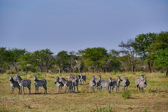 a herd of plains zebras (Equus quagga) in Serengeti