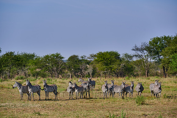 a herd of plains zebras (Equus quagga) in Serengeti