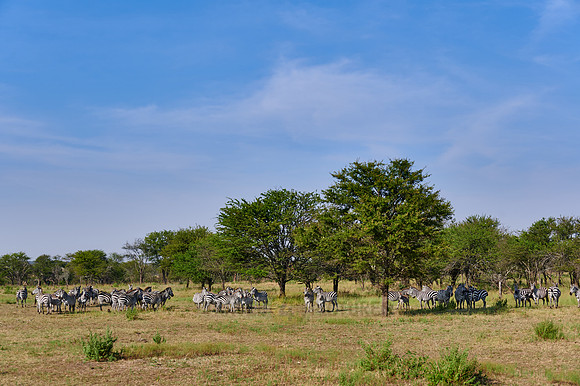 a herd of plains zebras (Equus quagga) in Serengeti
