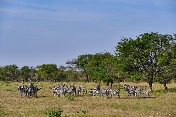 a herd of plains zebras (Equus quagga) in Serengeti