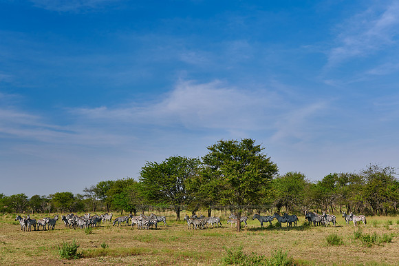 a herd of plains zebras (Equus quagga) in Serengeti