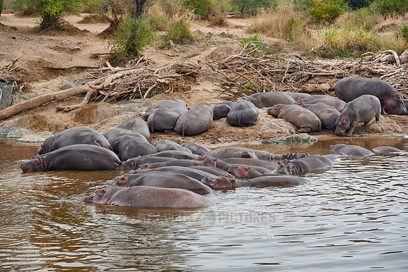 Hippos or Hippopotamus at Hippo Pool
