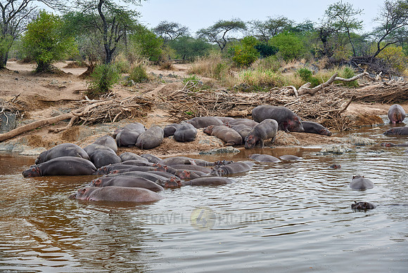Hippos or Hippopotamus at Hippo Pool