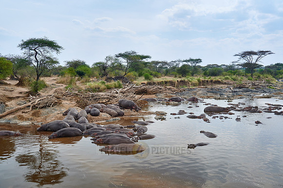 Hippos or Hippopotamus at Hippo Pool