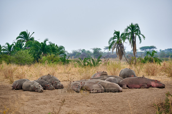 Hippos or Hippopotamus at Hippo Pool