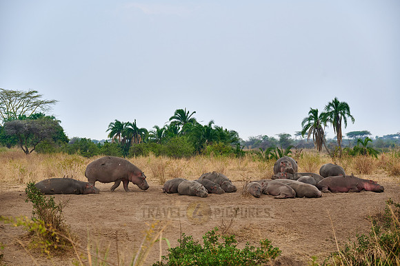 Hippos or Hippopotamus at Hippo Pool
