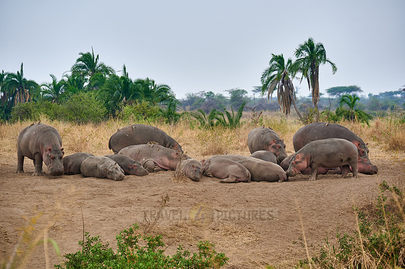 Hippos or Hippopotamus at Hippo Pool