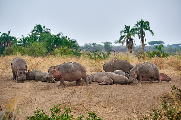 Hippos or Hippopotamus at Hippo Pool