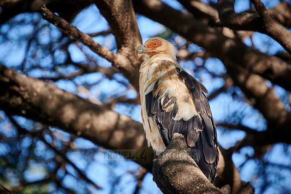 palm-nut vulture (Gypohierax angolensis) or vulturine fish eagle