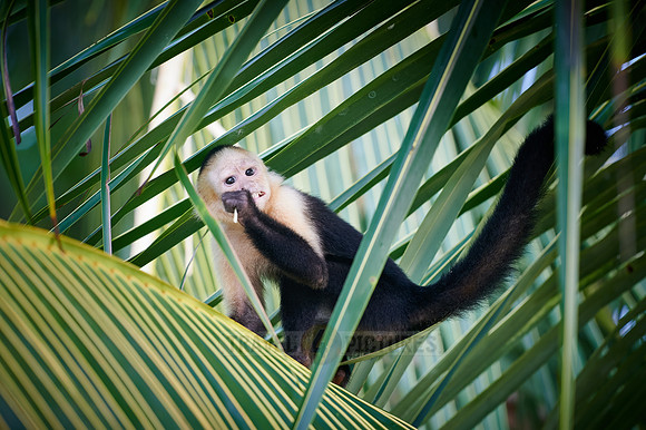 Panamanian white-faced capuchin (Cebus imitator)|