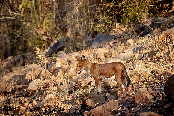 dhole (Cuon alpinus) or indian wild dog