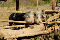 funny domestic pig in a village near Lake Inle