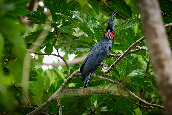 palm cockatoo (Probosciger aterrimus), also known as the goliath cockatoo or great black cockatoo