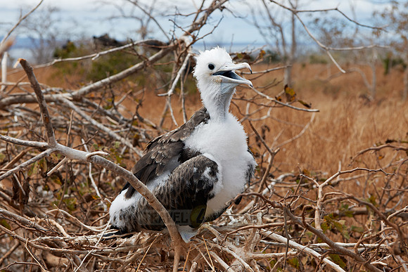 young Frigatebird, Fregatidae, Fregata
