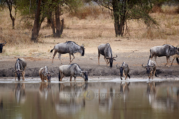 herd of wildebeest at waterhole