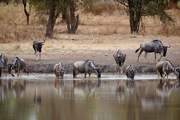 herd of wildebeest at waterhole
