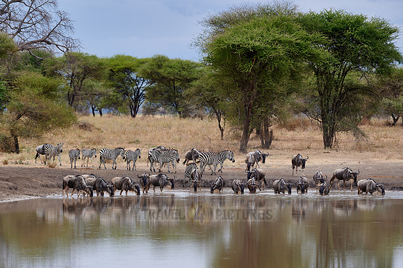 herd of wildebeest and plains zebra (Equus quagga) at waterhole