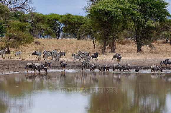 herd of wildebeest and plains zebra (Equus quagga) at waterhole