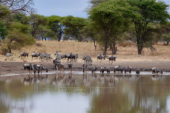 herd of wildebeest and plains zebra (Equus quagga) at waterhole