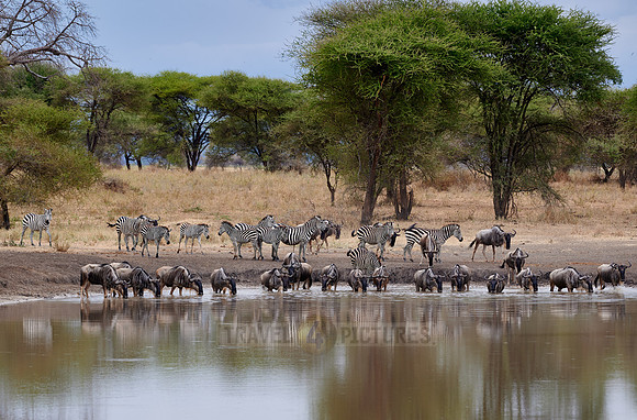 herd of wildebeest and plains zebra (Equus quagga) at waterhole