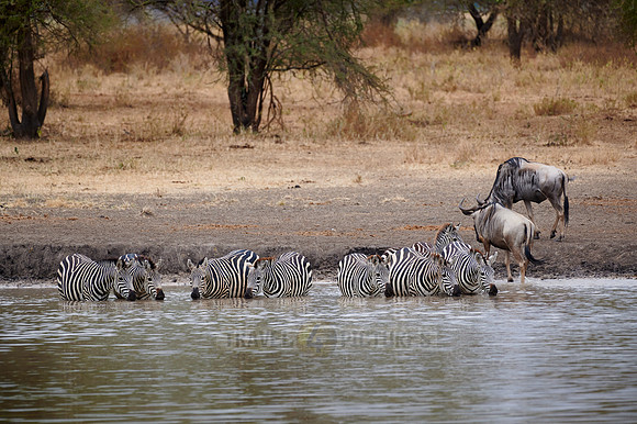 herd of plains zebra (Equus quagga) drinking at waterhole