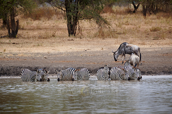 herd of plains zebra (Equus quagga) drinking at waterhole